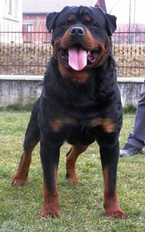 Joy Von Den Hassberghohen