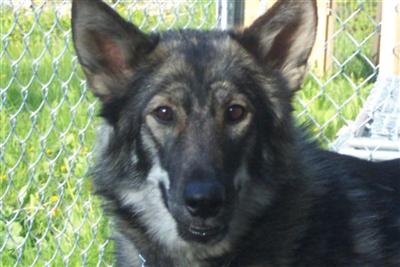 Wolf-Hybrid puppies available