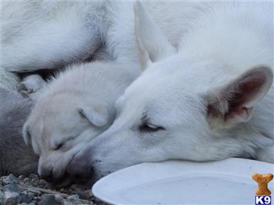 Wolf-Hybrid puppies available