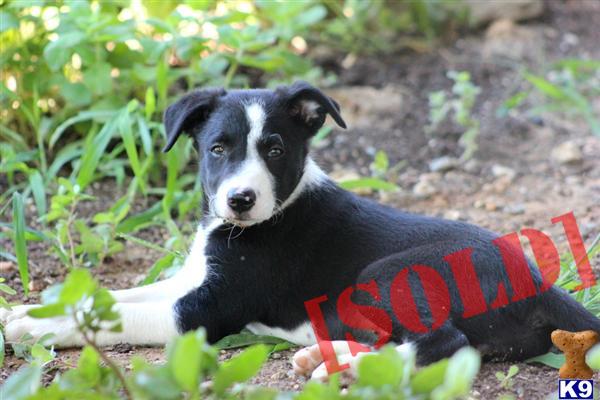 Terresa - Border Collie Female