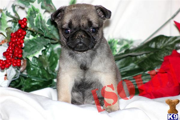 pug mix breeds list mix breeds list breeds picture pug mix breeds list mix breeds list breeds picture