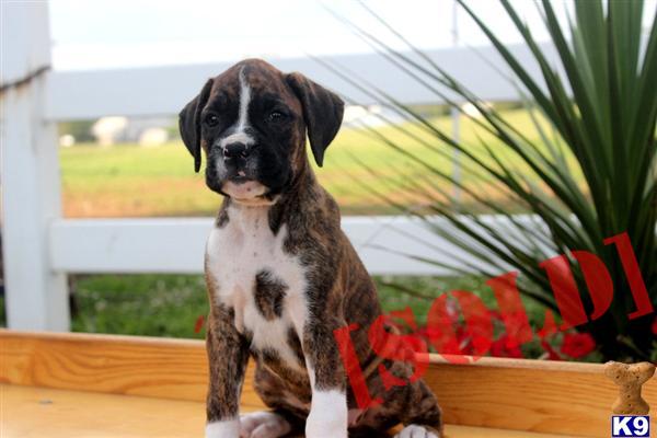 Tasha - Boxer Female