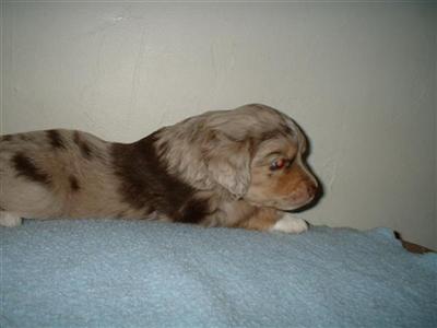 mini red merle and red tri pups