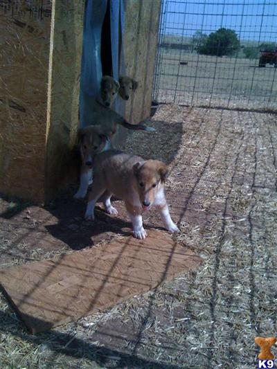 Collie pups