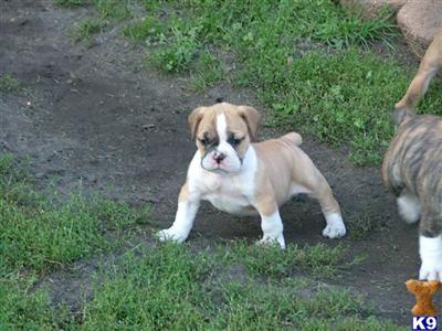 Oldie Bullies For Sale