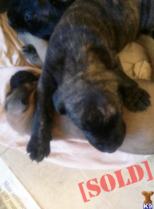 names of puppy mills in pa document moved names of puppy mills in pa document moved