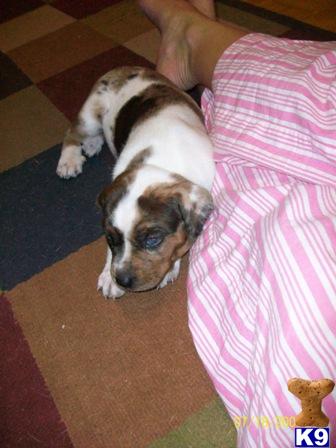 Catahoulas