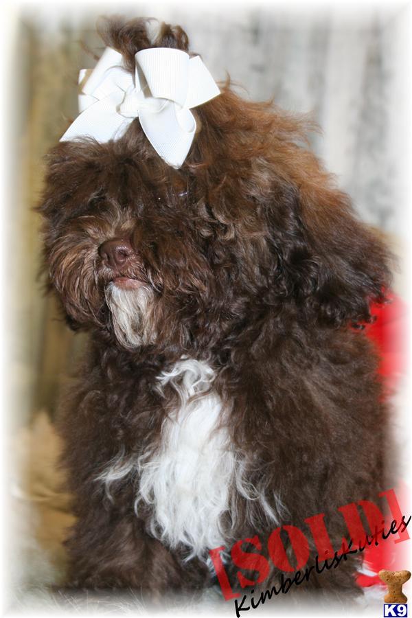 shih tzu original breed poodle mix breeds photograph care chocolate shih shih tzu original breed poodle mix breeds photograph care chocolate shih