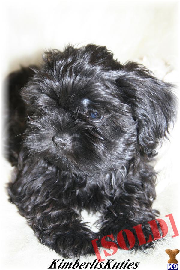 shih tzu stud near me breeds shih tzu description breeds picture shih tzu stud near me breeds shih tzu description breeds picture