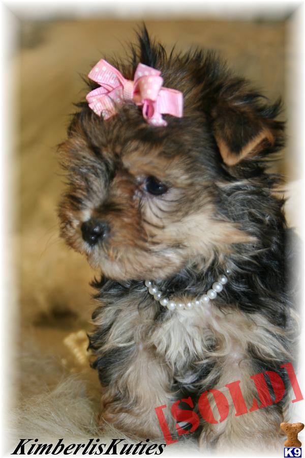 list of yorkie mix breeds yorkie mix breed list list of yorkie mix breeds yorkie mix breed list