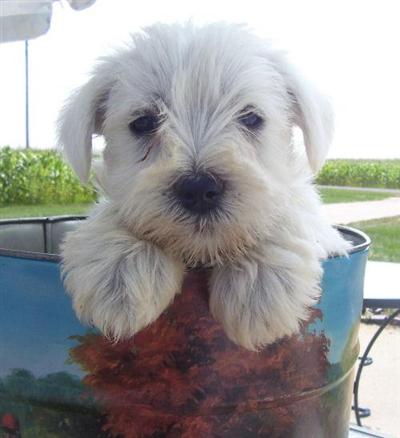 AKC Miniature Schnauzer Puppies ADORABLE