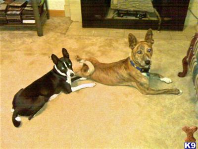 AKC BASENJI PUPS