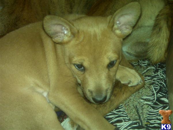 AKC BASENJI PUPPY