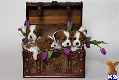 ACA Cavalier Spaniel Pupplies