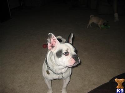 Moe, Prince of Perinwood