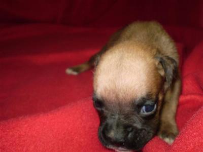 AKC ACA APRI UABR Dottie