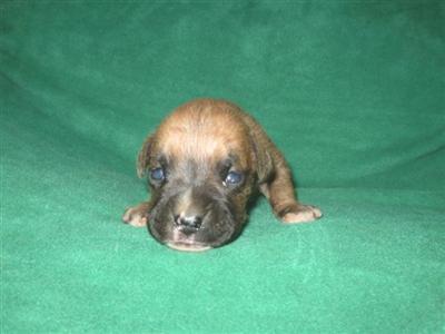 AKC ACA APRI UABR Registered 