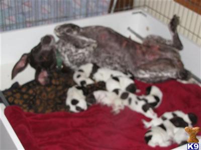 German Shorthaired Pointer puppies