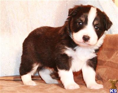 Foxys Blk-tri male