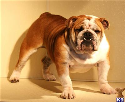 Bruiser AKC name Moninski Dvorik Kilpatrik-II