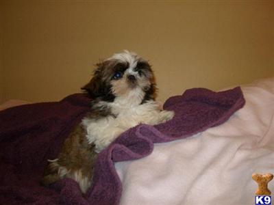 Imperial Shih-Tzu Female
