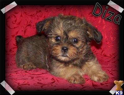 Diza/Shiffon