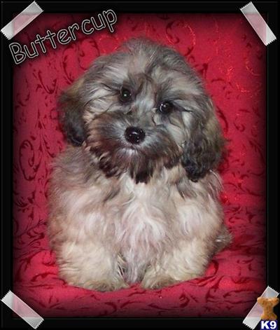 Buttercup/ShihPoo