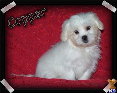 MalShi Puppies
