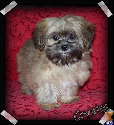 Crystal/Malshi