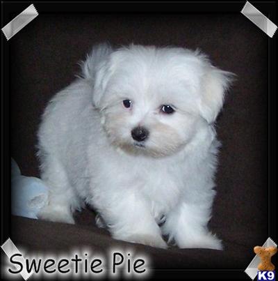 AKC Sweetie Pie
