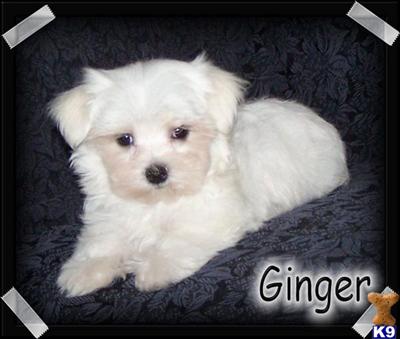 AKC Ginger