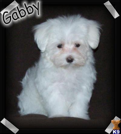 Gabby