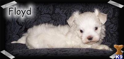 Floyd