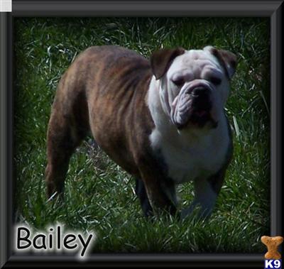 Bailey