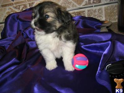 Shih Tzu / Pomeranian Male Puppies