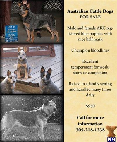 Australian Cattle Dog - Males and Females available