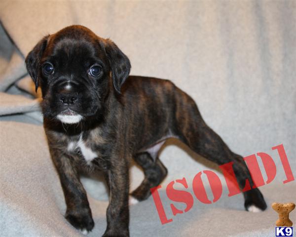 AKC Boxer puppies, 1 left. HURRY 