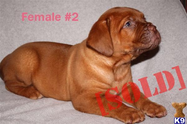 2 Female French Mastiffs  AKC registered ,PRICE REDUCED