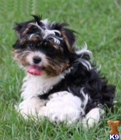 IBC Registered Biewer Yorkie males for sale.