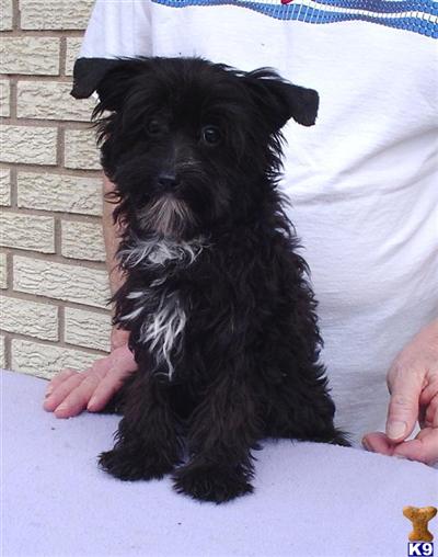 AKC Chinese Crested Powder Puff Male