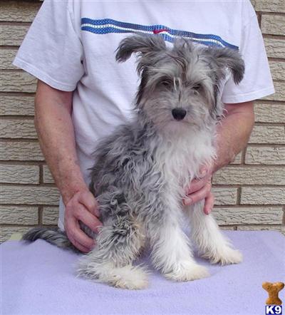 AKC SILVER POWDER PUFF CRESTED AVAILABLE