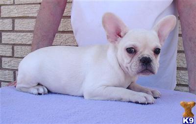 FRENCH BULLDOG FEMALE PUPPY AVAILABLE NOW 