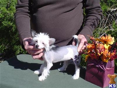 CHINESE CRESTED HAIRLESS FEMALE 
