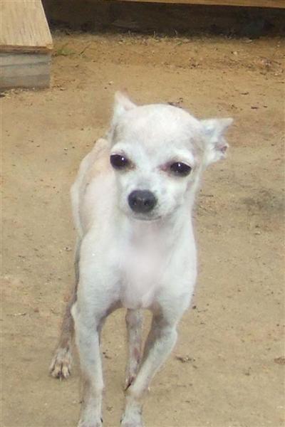 Poquito Blanco