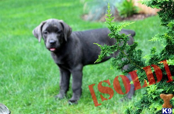 Sasha - Female Cane Corso Puppy