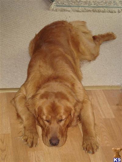 Griz-  Known for having big litters