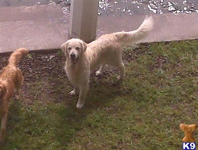 Koda- Excellent Pedigree
