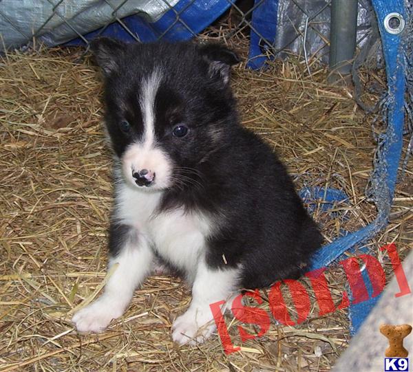 border collie puppies for sale in tn document moved border collie puppies for sale in tn document moved