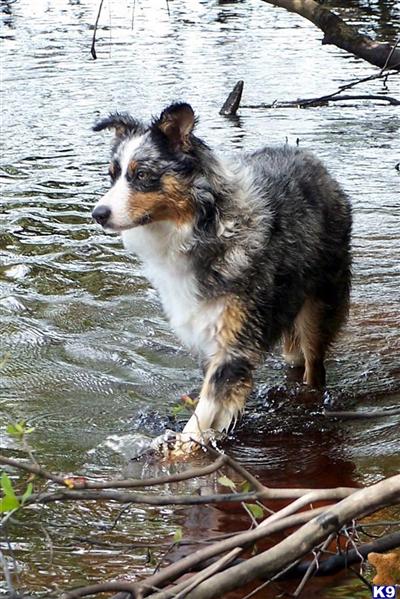 Aussie pups for sale