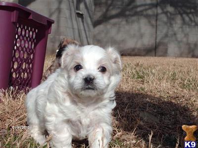 Maltepoo Puppy ready NOW